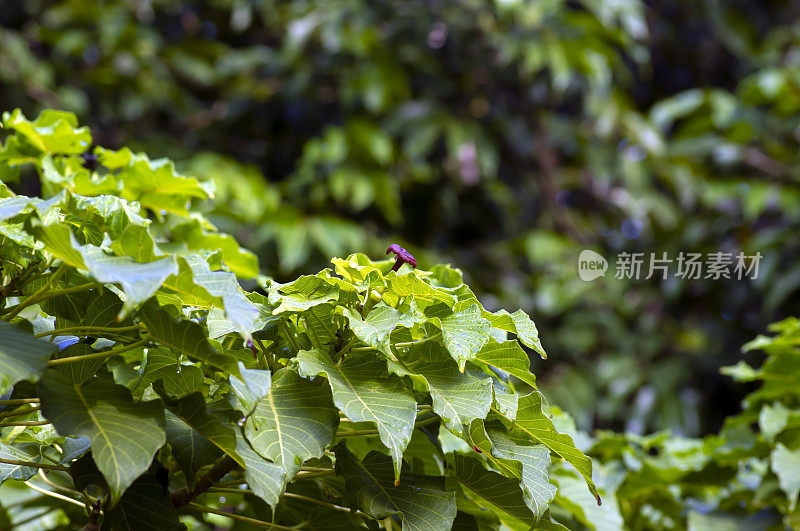 榕树(Ficus religiosa)，菩提树绿叶，精选重点。自然背景和壁纸